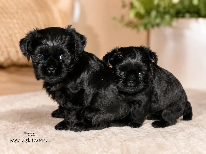 5 Valper - Affenpinscher