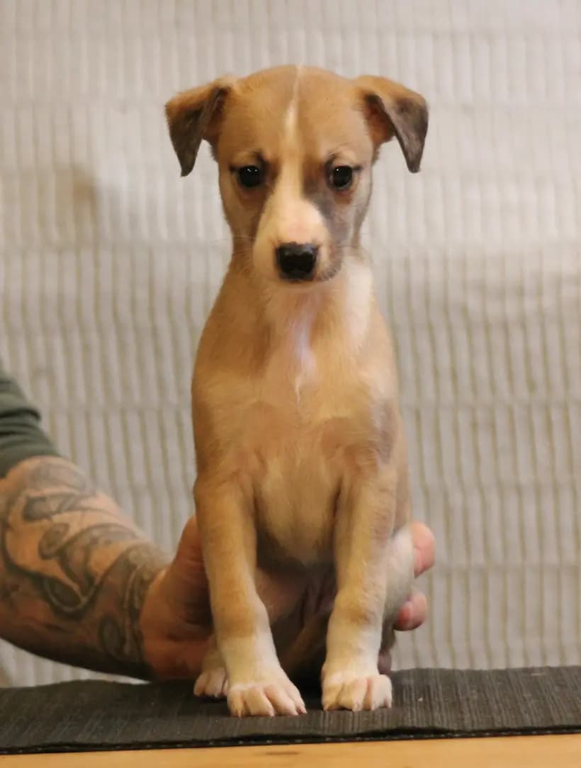 6 Valper - Whippet