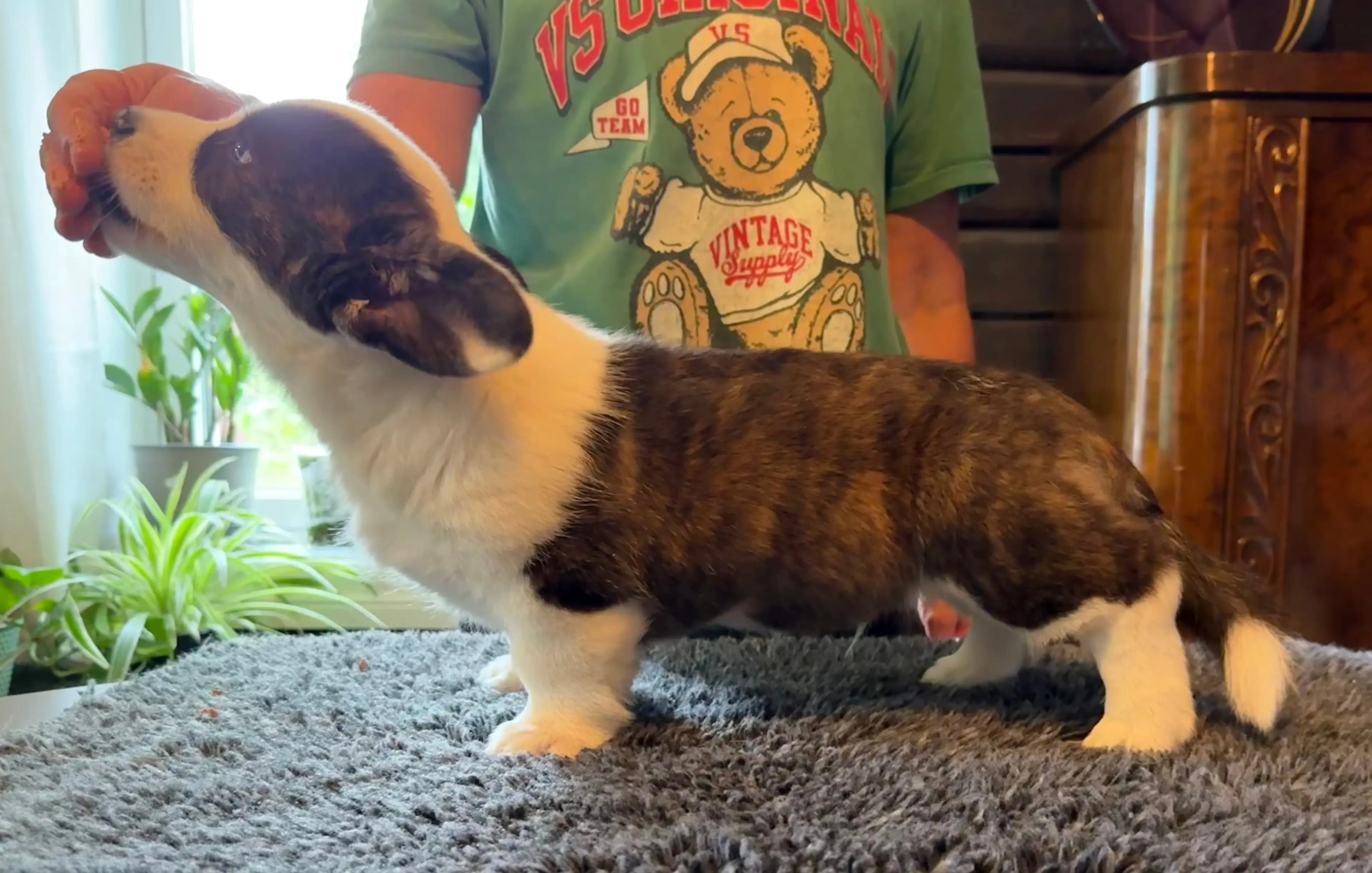 9 Valper - Welsh Corgi Cardigan