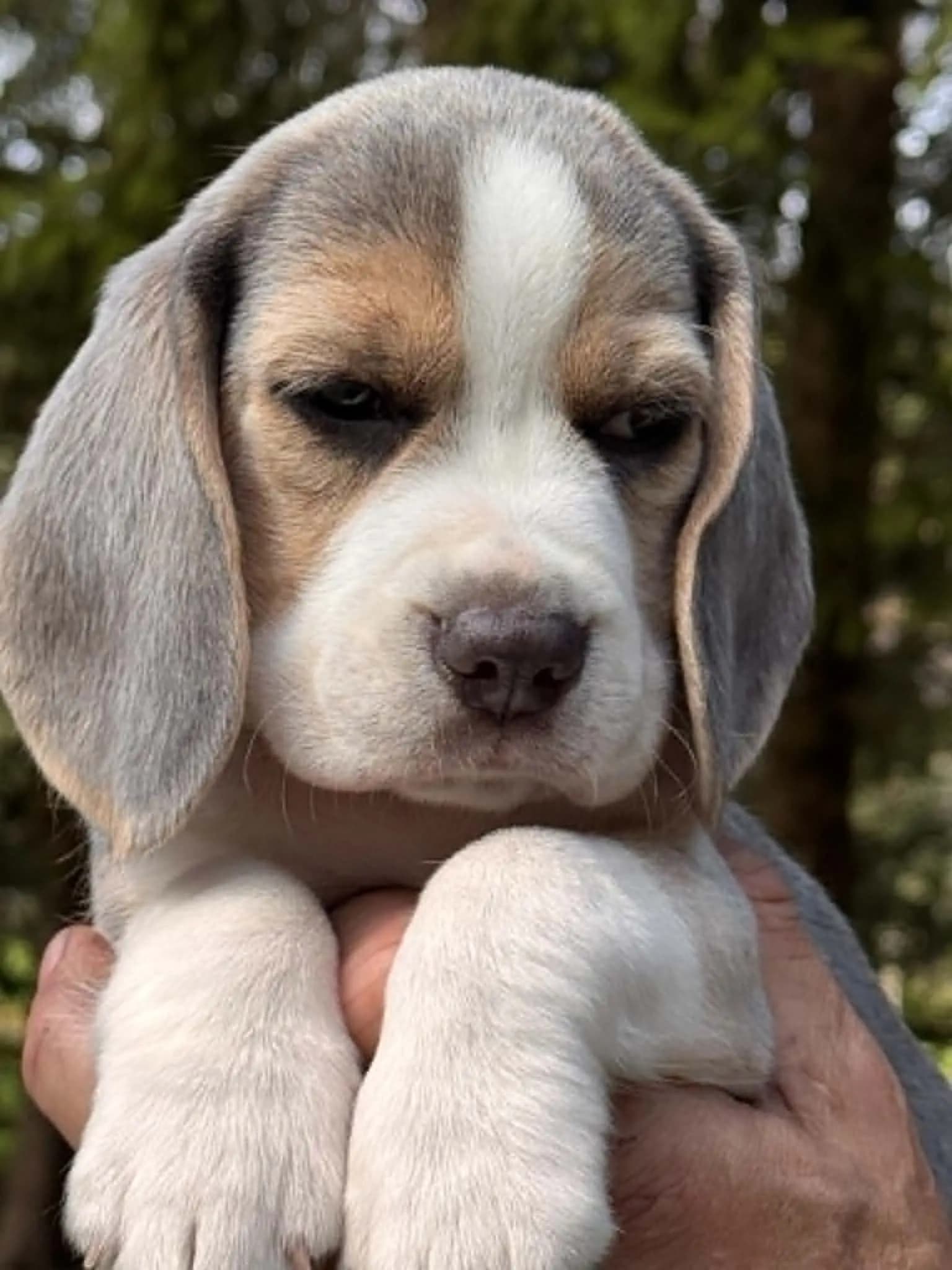 4 Valper - Beagle