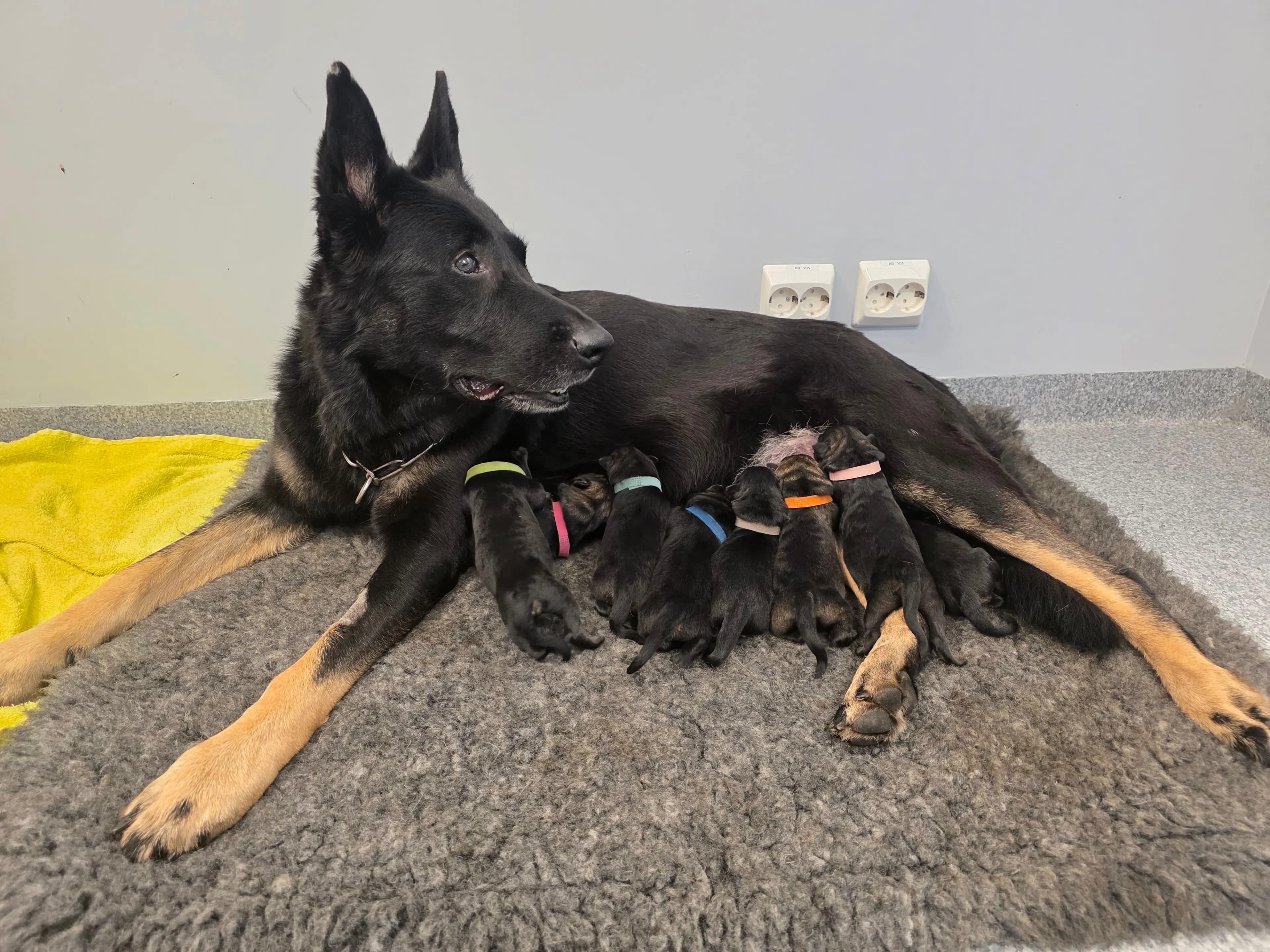 8 Valper - Schäferhund normalhår