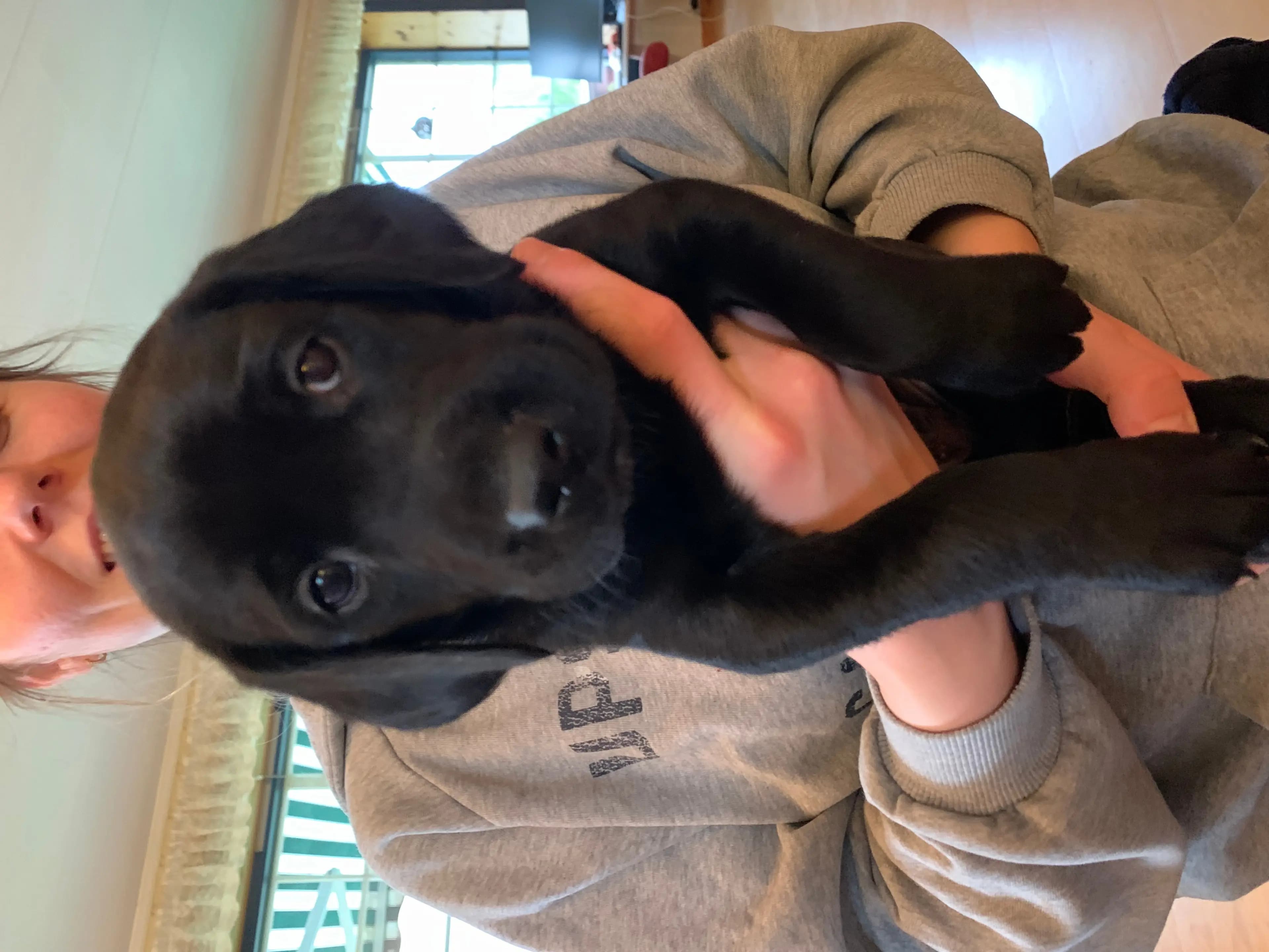 10 Valper - Labrador Retriever