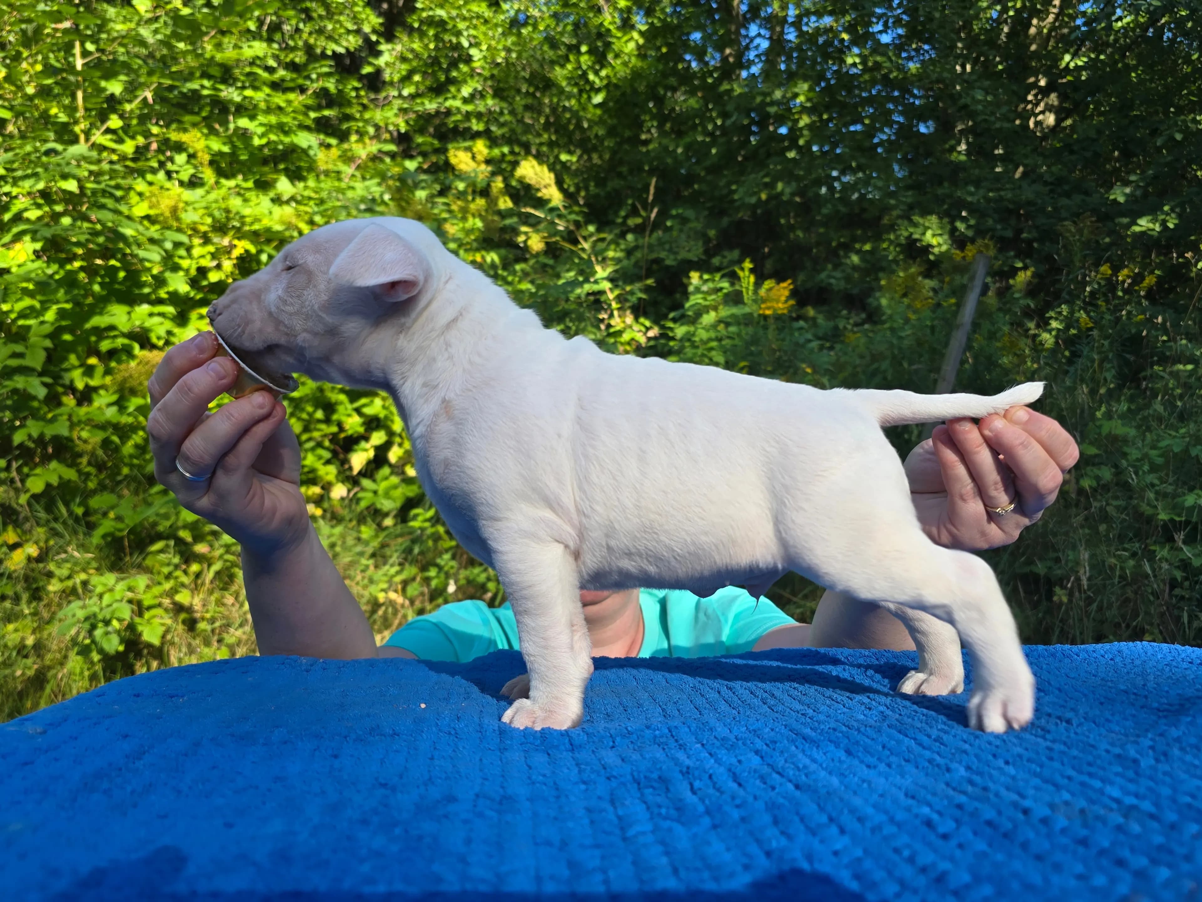 4 Valper - Miniature Bull Terrier