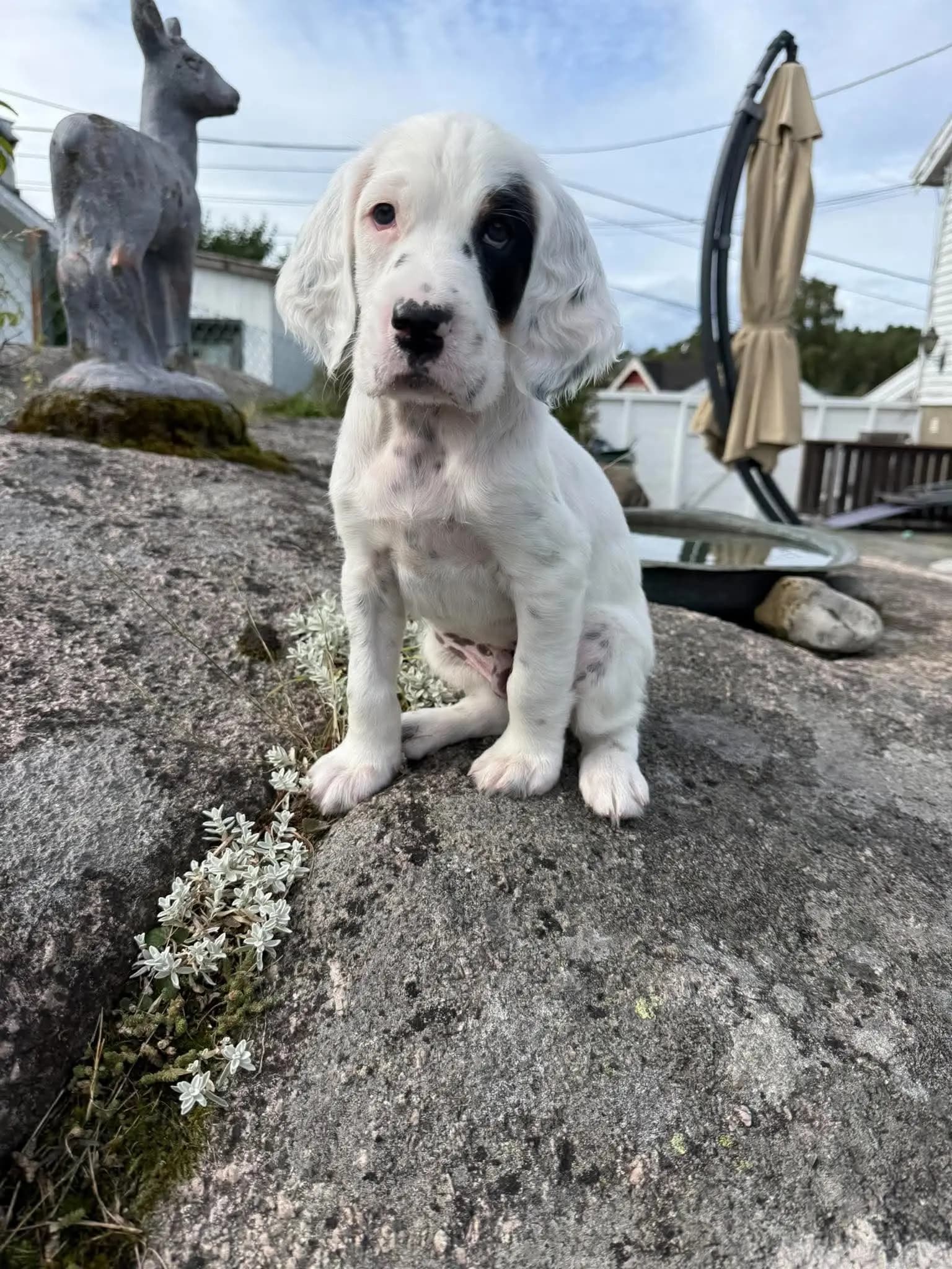9 Valper - Engelsk Setter