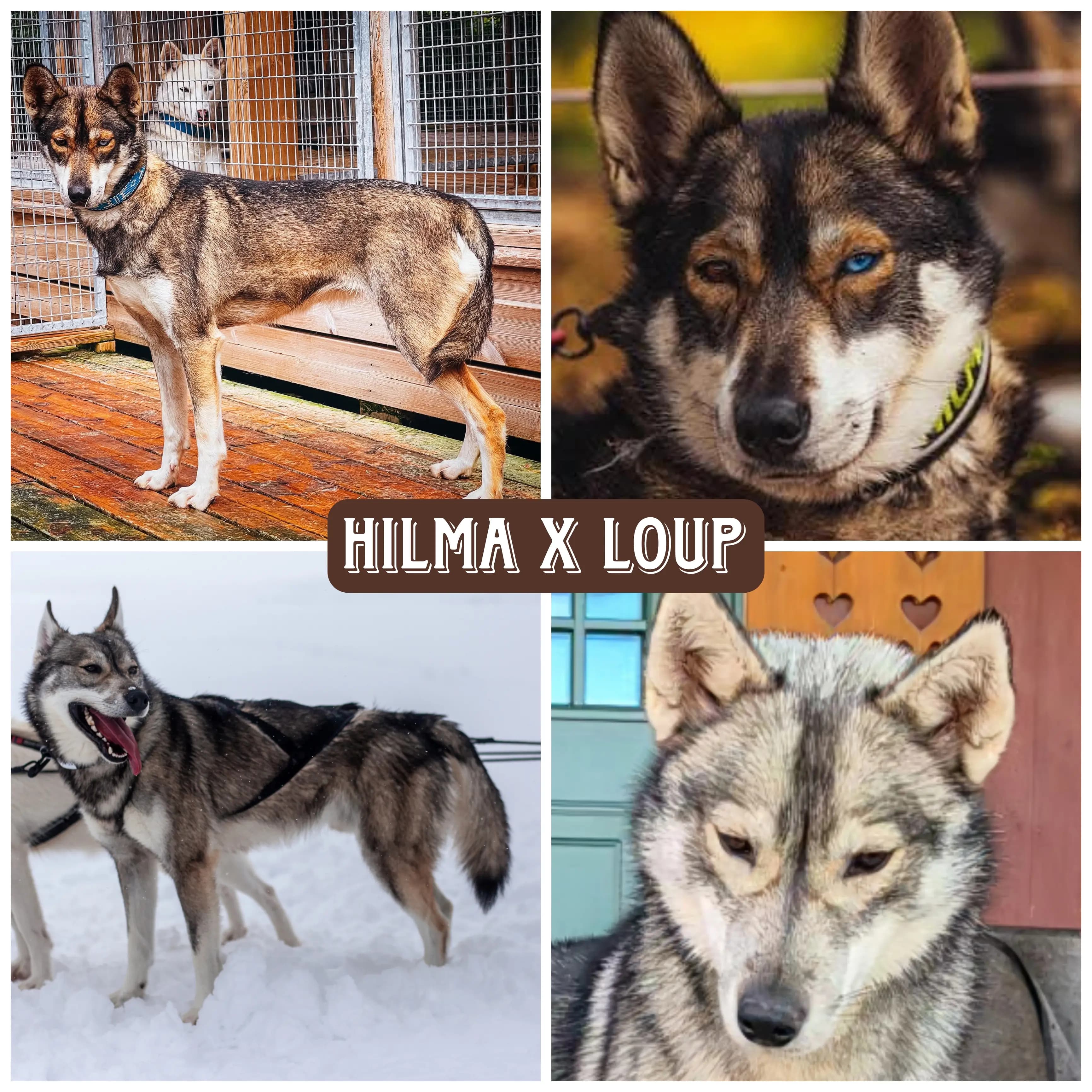 9 Valper - Siberian Husky