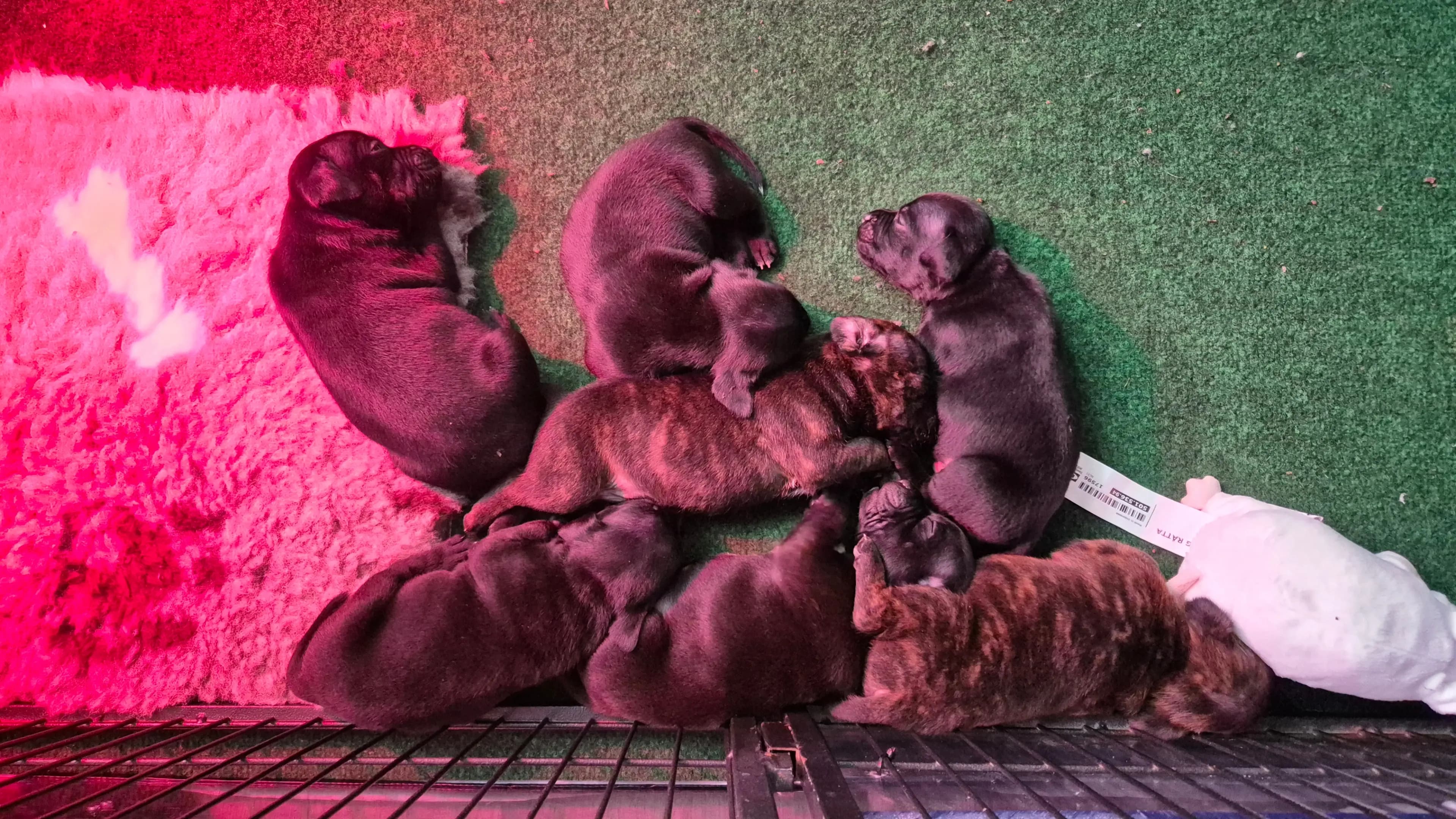 7 Valper - Staffordshire Bull Terrier