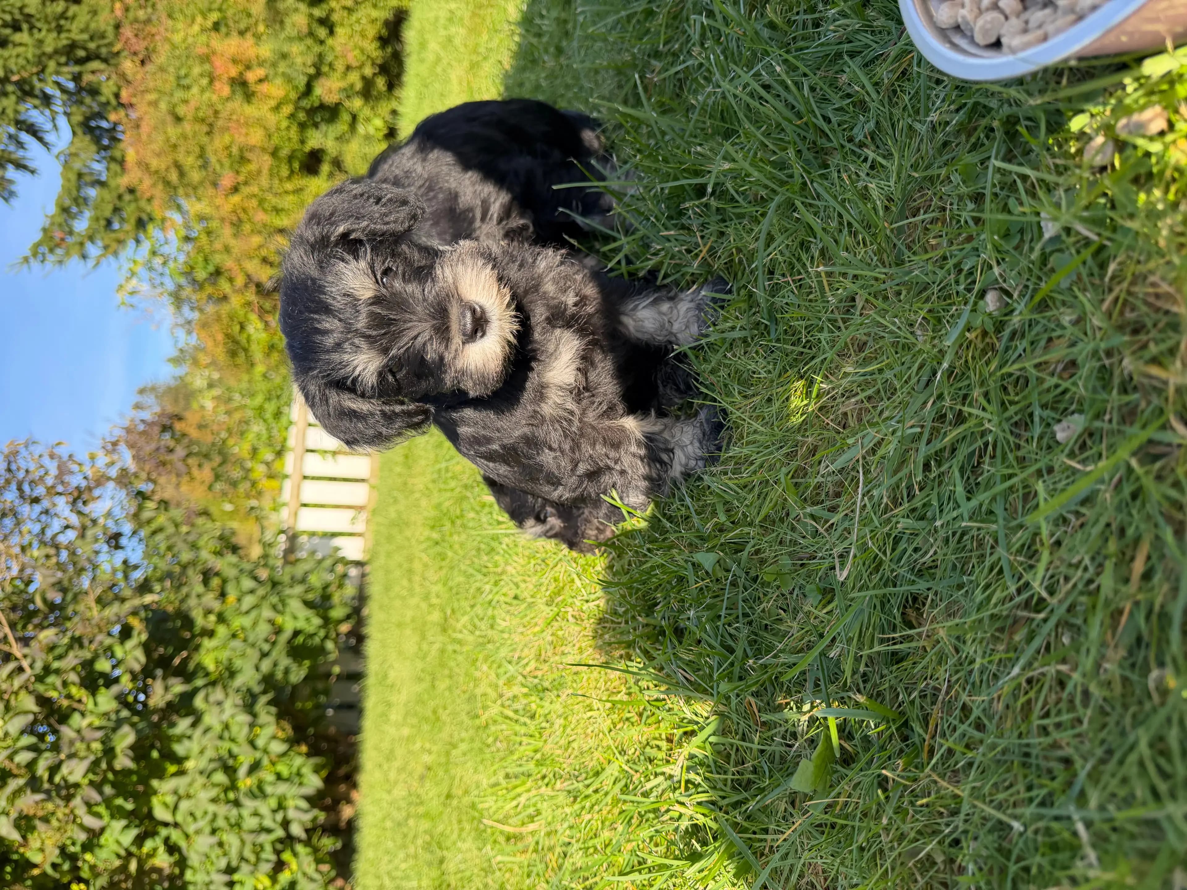 5 Valper - Dvergschnauzer Sort