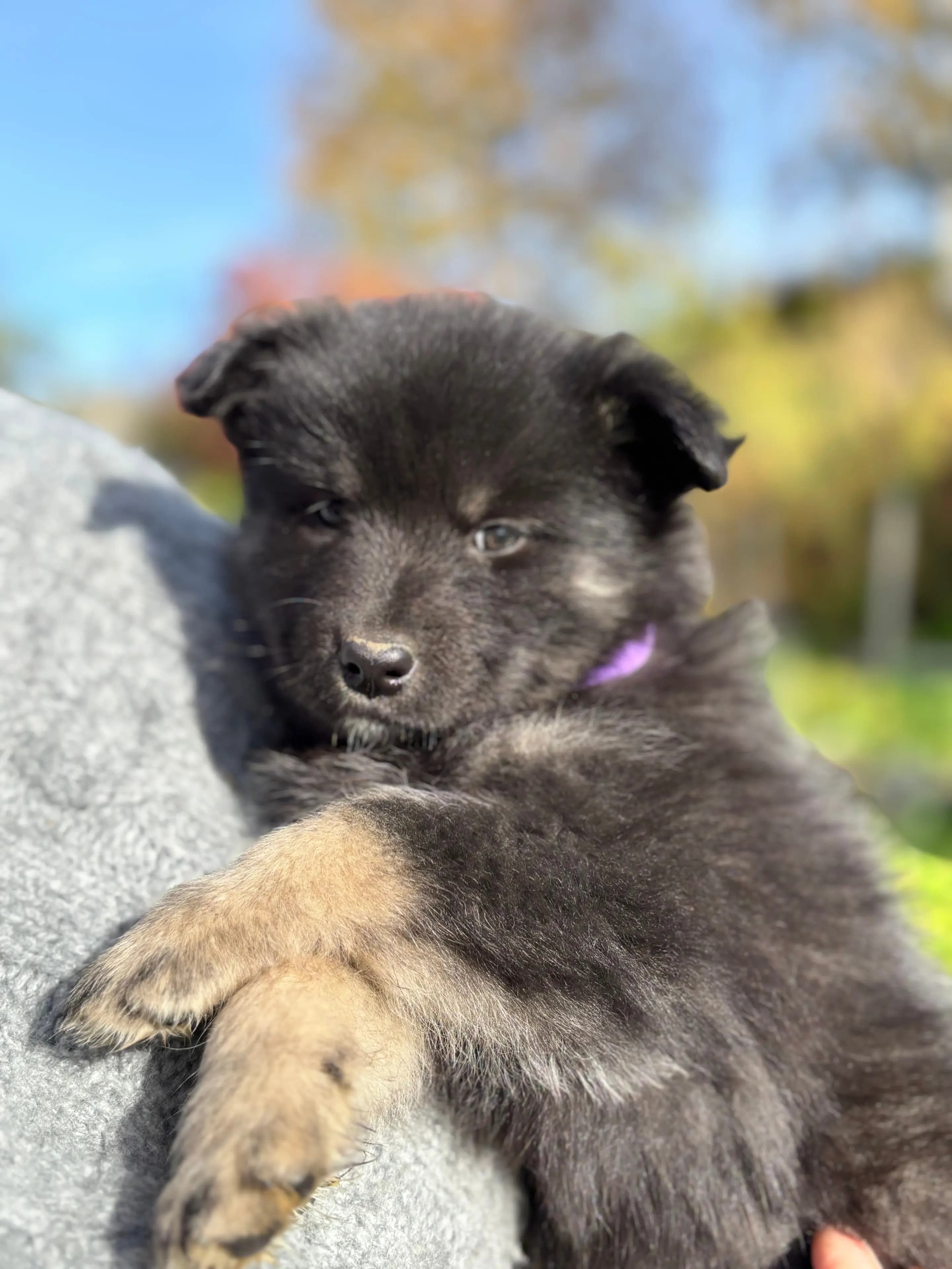 6 Valper - Finsk Lapphund
