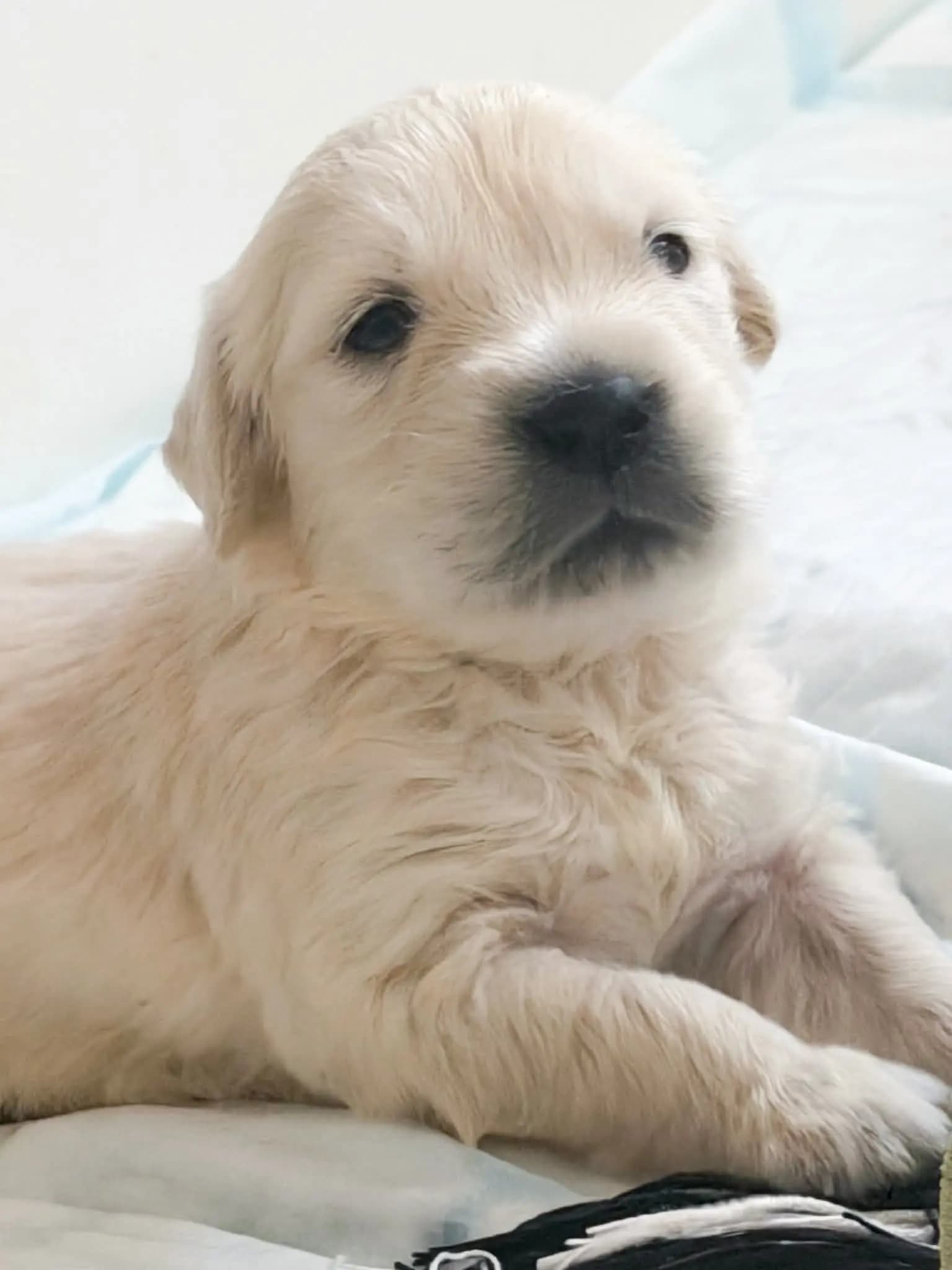 8 Valper - Golden Retriever