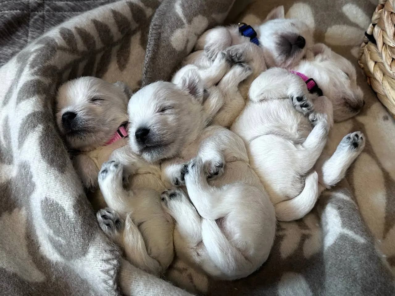 4 Valper - West Highland White Terrier