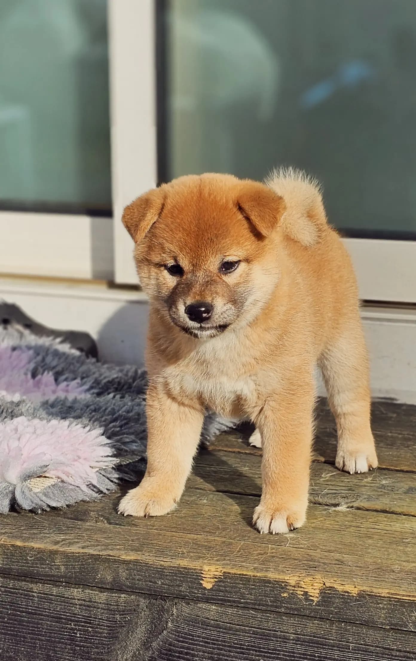 4 Valper - Shiba
