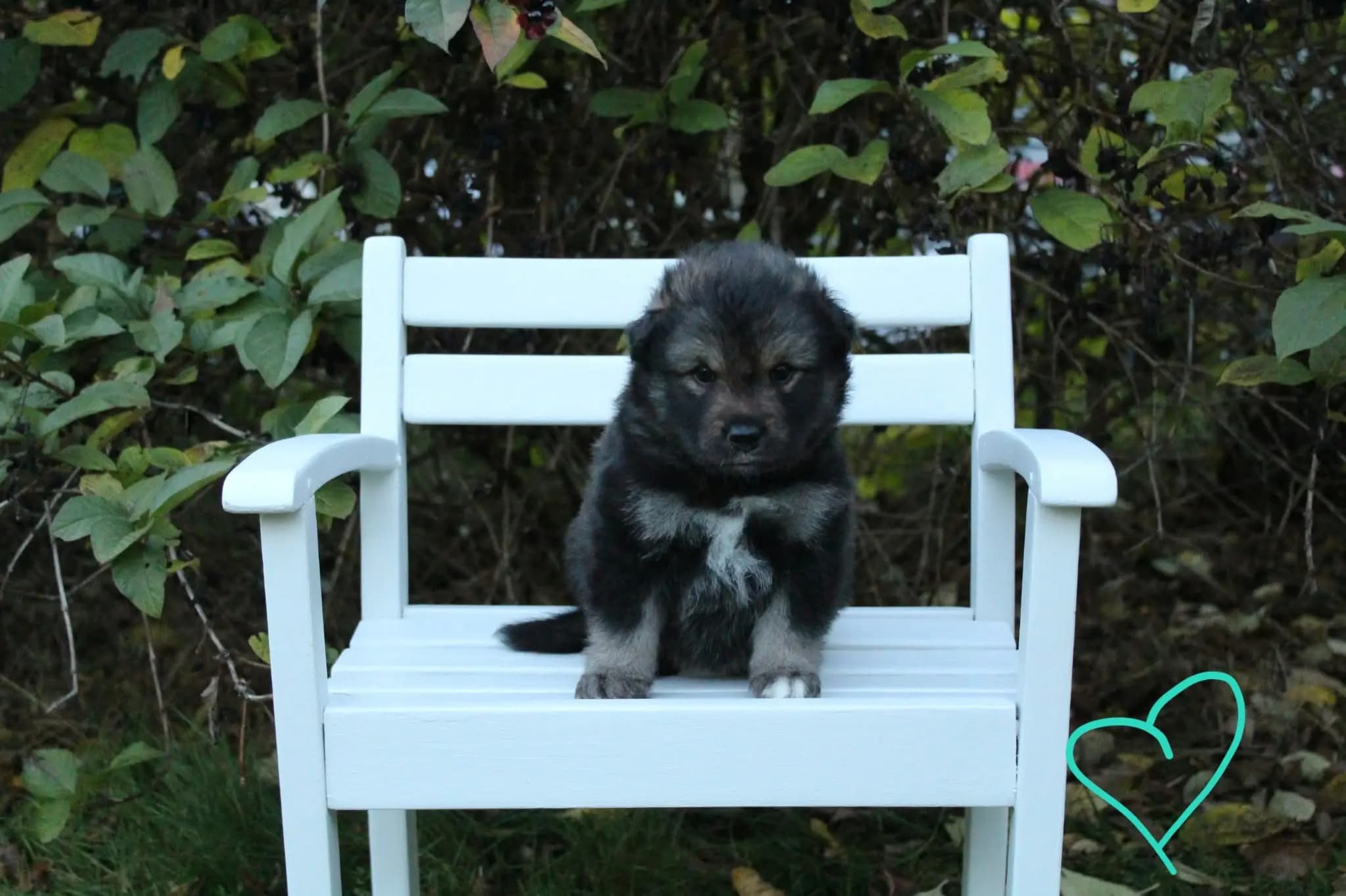 4 Valper - Finsk Lapphund