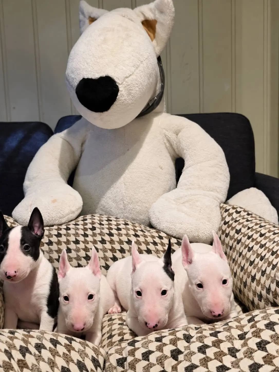 4 Valper - Miniature Bull Terrier