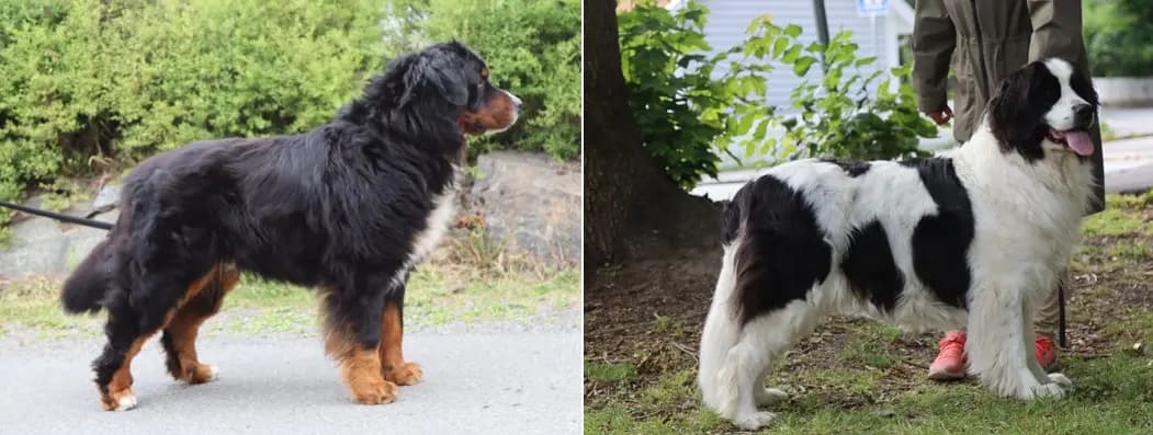 11 Valper - Berner Sennenhund