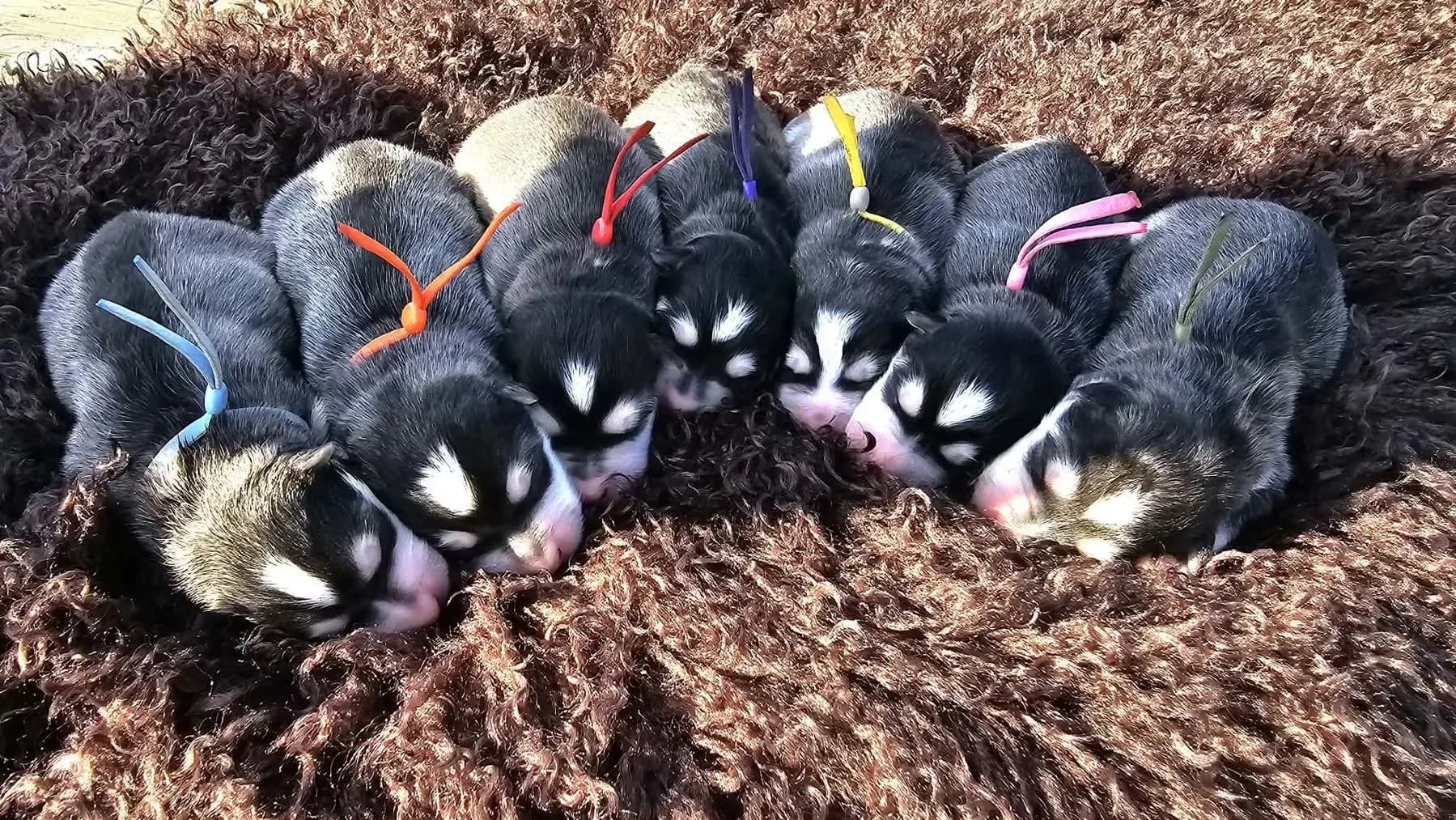 7 Valper - Finsk Lapphund