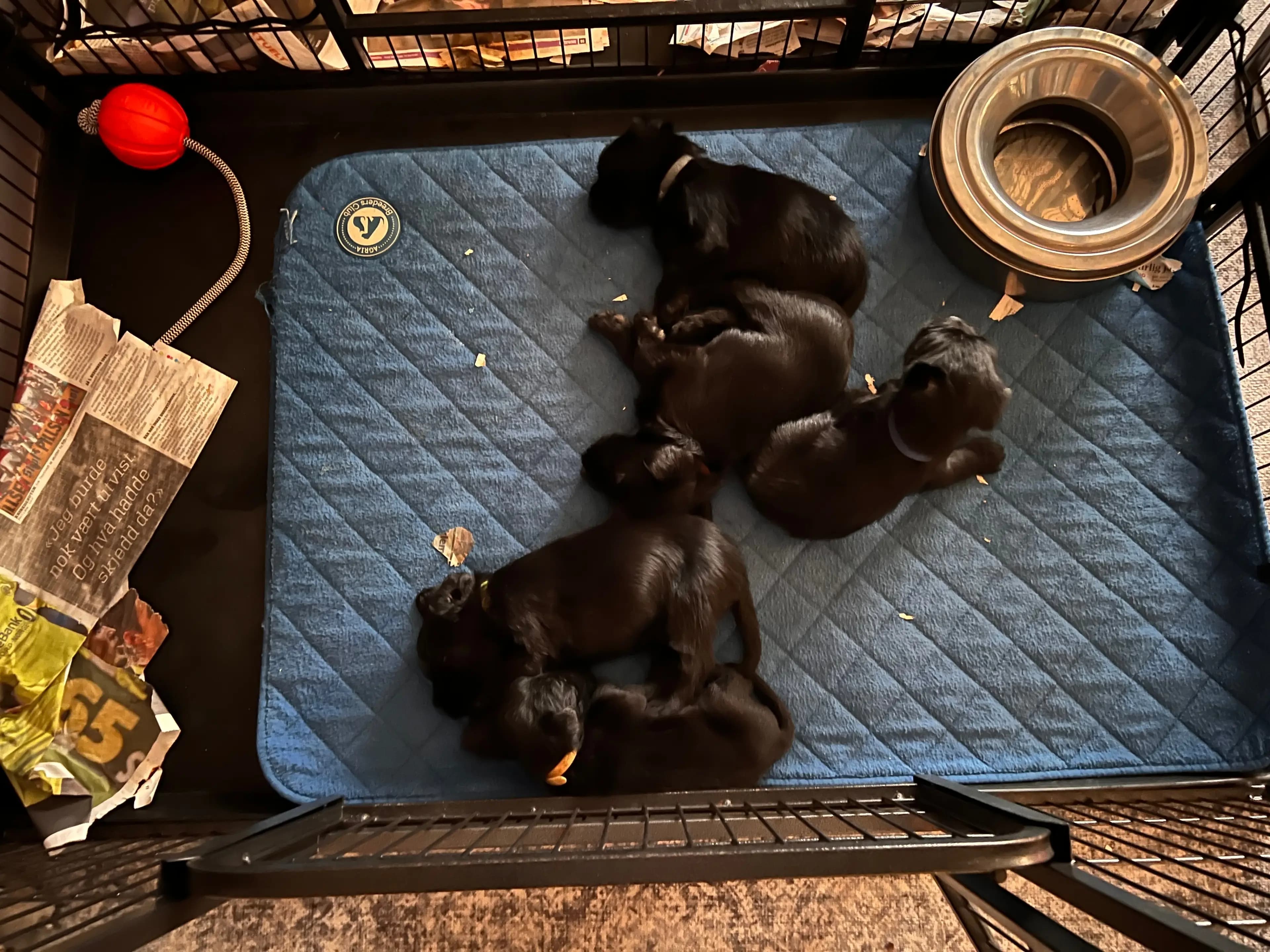 5 Valper - Schnauzer Sort