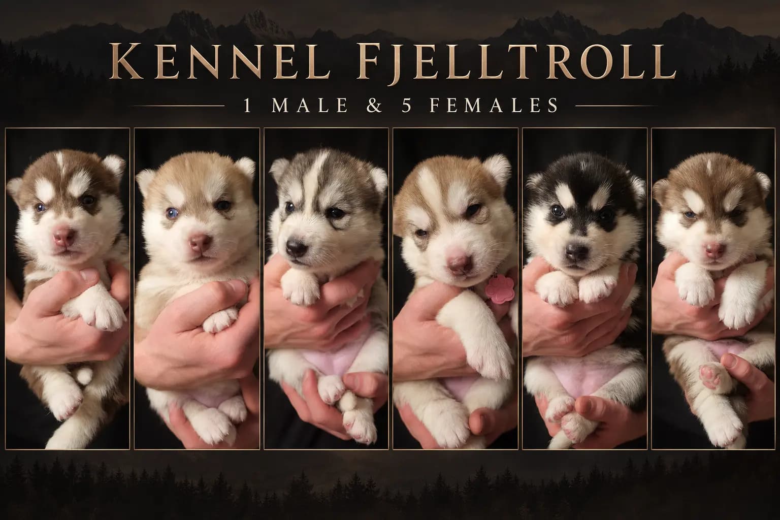 6 Valper - Siberian Husky